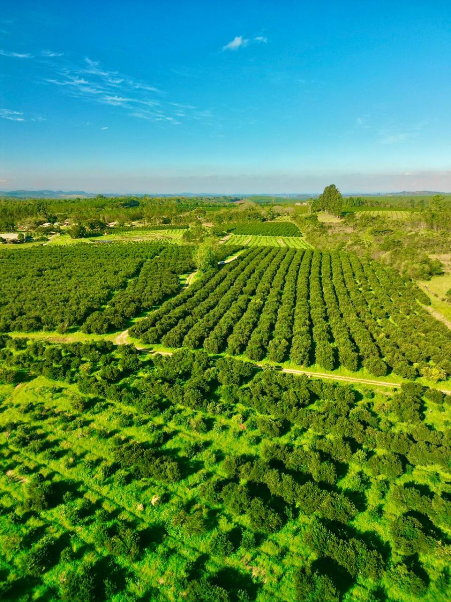 Fazenda - Venda - Centro - Montenegro - RS