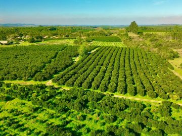 Fazenda - Venda - Centro - Montenegro - RS
