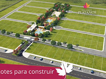 Floresta dos platanos