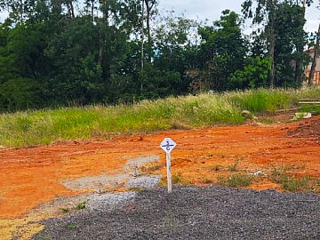 Floresta dos platanos